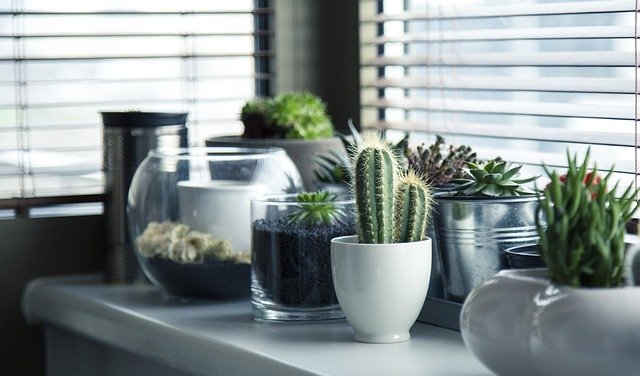 Ideas For In-Home Gardens