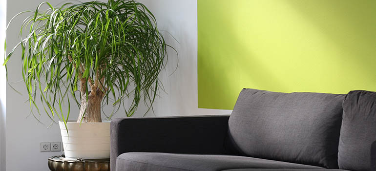 Couch-1