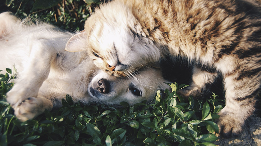 2.8-cat-dog