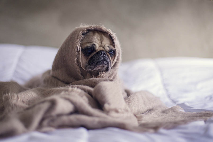 3-pug